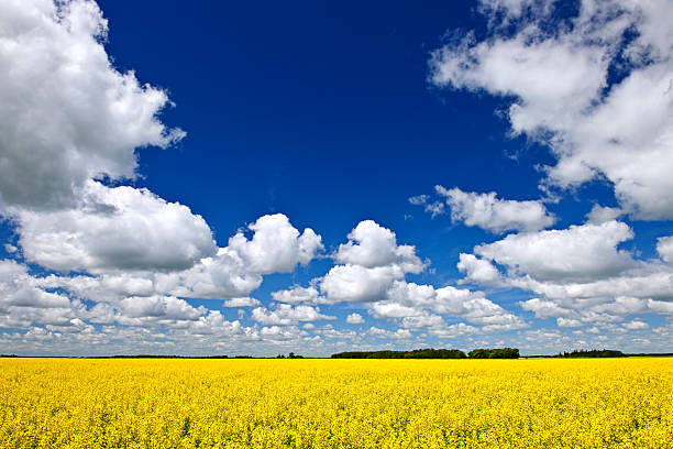 canola field - manitoba prairie landscape canada foto e immagini stock