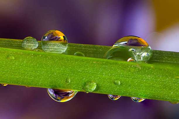 istock Dew drops on a blade of grass 149140378