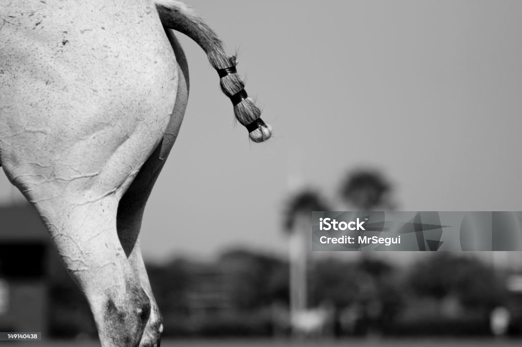 Pony Tail The horse tail of a polo pony in black & white Animal Stock Photo