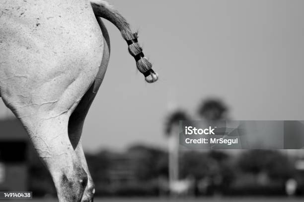 Pony Tail Stock Photo - Download Image Now - Animal, Animal Body Part, Animal Leg