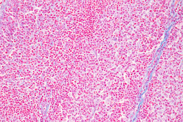 istock Adipose tissue human, Soft palate human, Bone human and Striated (skeletal) muscle human under the microscope. 1491404431