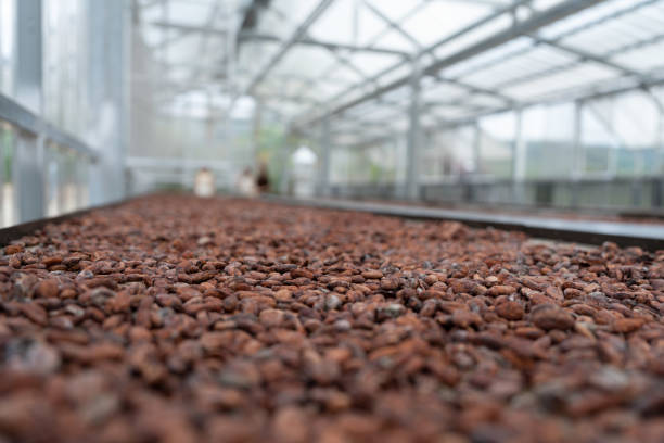 istock Cocoa beans are dried on the table in the shed. Cocoa bean processing. 1491406088