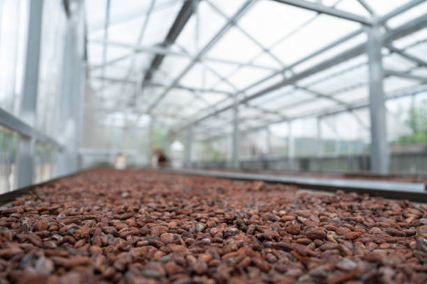 istock Cocoa beans are dried on the table in the shed. Cocoa bean processing. 1491406093