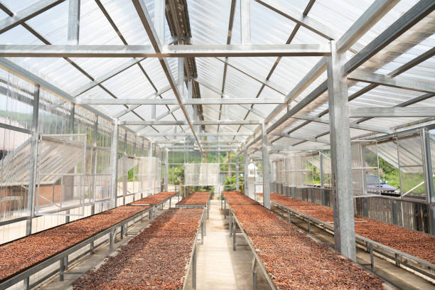 istock Cocoa beans are dried on the table in the shed. Cocoa bean processing. 1491406096