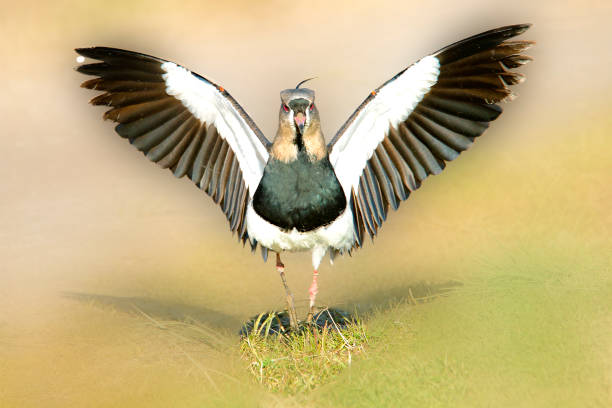 istock Southern lapwing on the grass field 1491407086