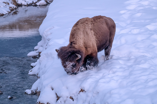 Bison grazing in deep snow beside stream in the Yellowstone Ecosystem of western USA, North America. Nearest cities are Denver, Colorado, Salt Lake City, Jackson, Wyoming, Gardiner, Cooke City, Bozeman and Billings, Montana.
