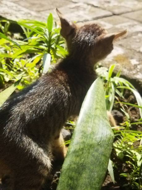 istock Cat in the garden 1491409317