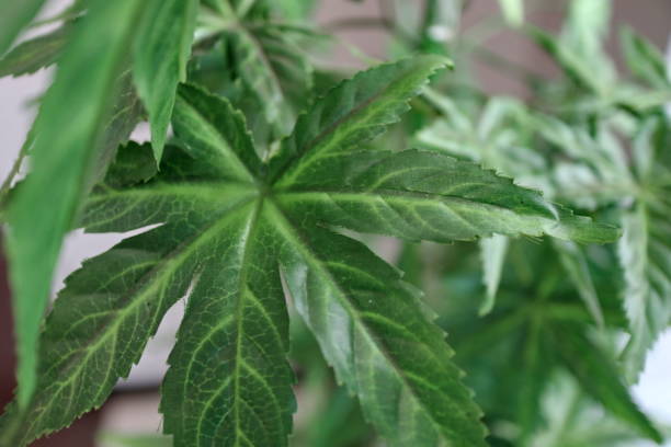 istock Marijuana leaves cannabis plants 1491409629