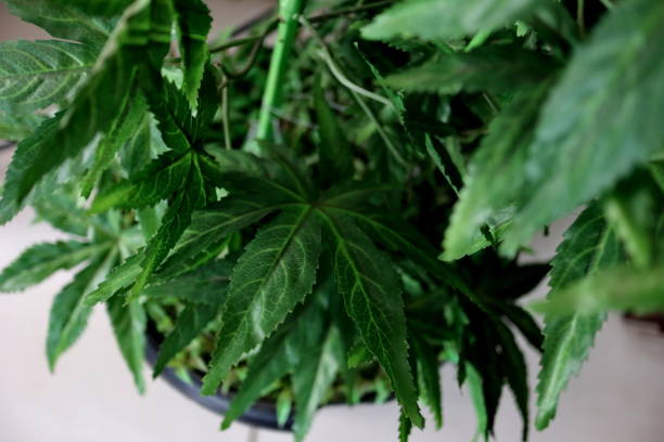 istock Marijuana leaves cannabis plants 1491409793