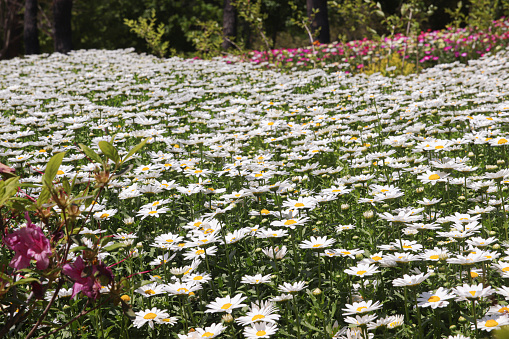 A picturesque scene with adorable daisies in full bloom.