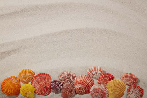 seashell on the beach (shallow DOF)