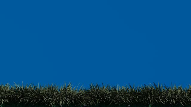 Isolated black grass on blue screen background