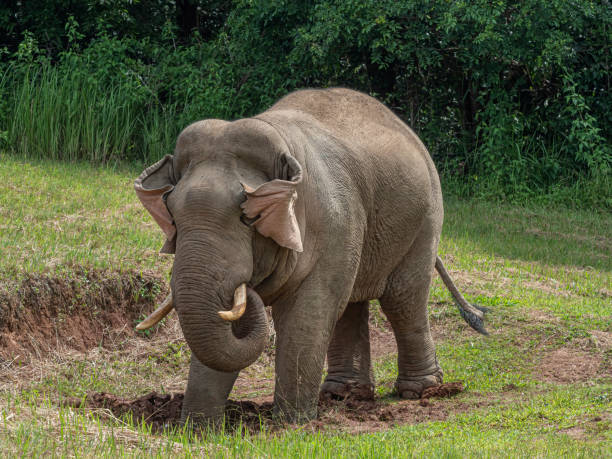 istock Asian elephant (Elephas maximus) in Chiang Mai, Thailand 1491414094