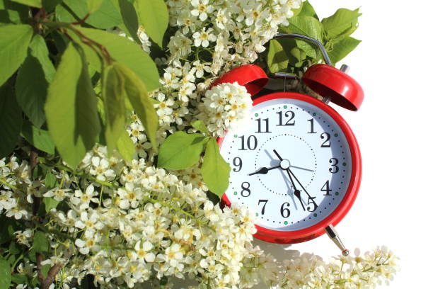 there is an alarm clock on a white background and blooming bird cherry. - ретро imagens e fotografias de stock