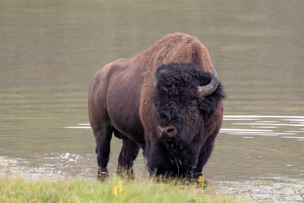 American Bison Buffalo bull standing in Yellowstone River in Hayden Valley in Yellowstone National Park United States stock photo