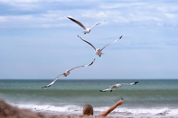 istock Brown-headed seagulls flying in the blue sky 1491417165