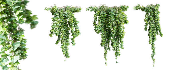 istock Set of Hedera Hibernica creeper plant, isolated on white background. 3D render. 1491420749
