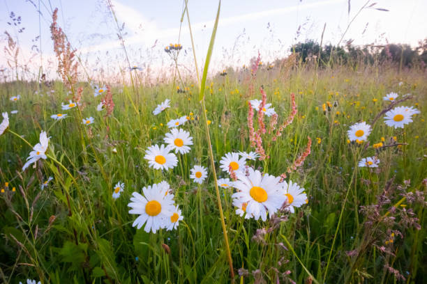 istock Serene Blooms: White Daisy Flowers Dancing in the Meadow 1491424458