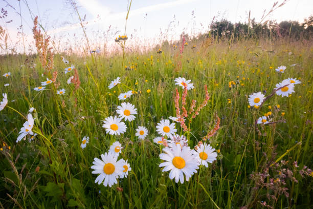 istock Serene Blooms: White Daisy Flowers Dancing in the Meadow 1491424461
