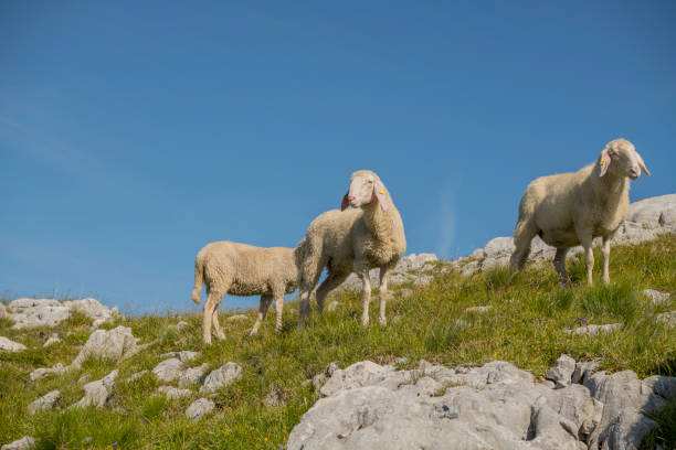 Free Stock Photo of Two Sheep Standing on Top of a Rocky Hill ...