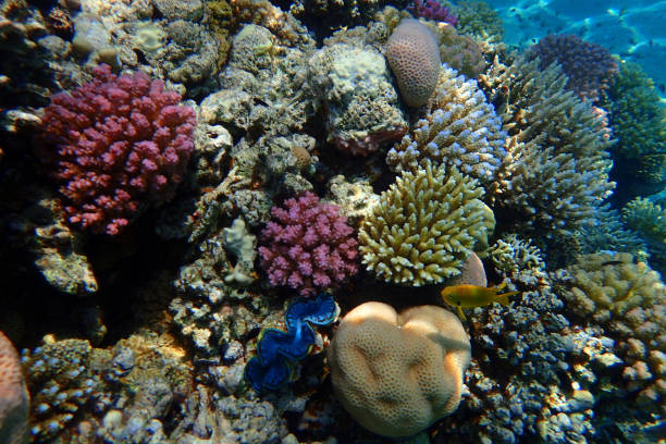 istock coral sea in the egypt 1491426856