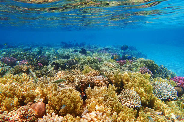 istock coral sea in the egypt 1491426861