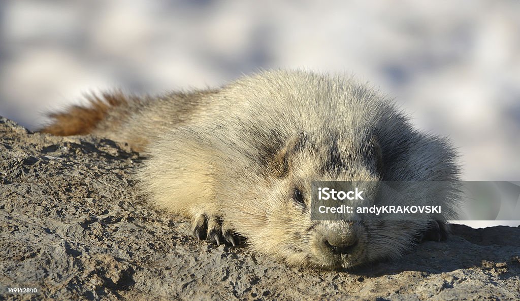 Marmot - Zbiór zdjęć royalty-free (Bez ludzi)