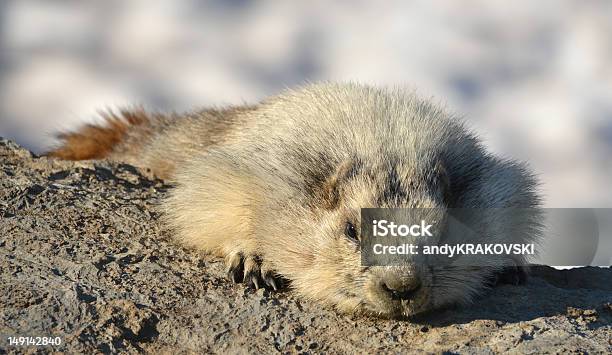 Marmot - zdjęcia stockowe i więcej obrazów Bez ludzi - Bez ludzi, Dzikie zwierzęta, Fotografika