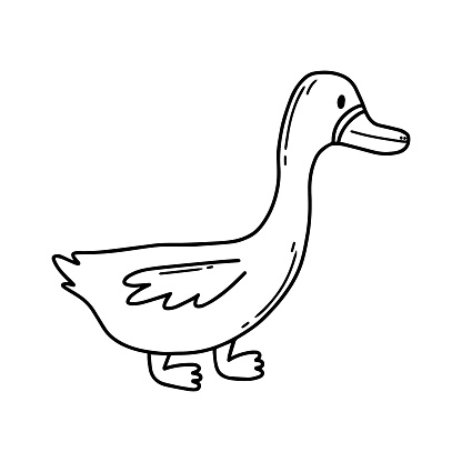 Vector illustration of a cute duck. Domestic duck isolated on white background. Childrens style. Vector illustration