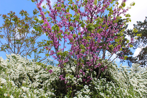 Chionanthus and Cercis siliquastrum.  Spring palette of colours under clear sky