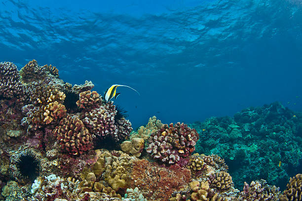 istock Lone Moorish Idol on a Hawaiian Reef 149143120