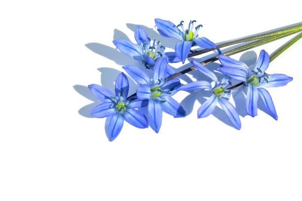 istock On isolated white background blooming blue scilla sibirica, design element. 1491431707