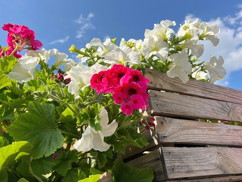 Beautiful petunia and geranium pink white flowers in wooden pot against blue sky.
