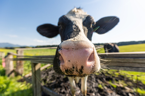 A close up wide angle view of a Dairy Cow in a vast open field on a sunny day in Iwate, Japan.