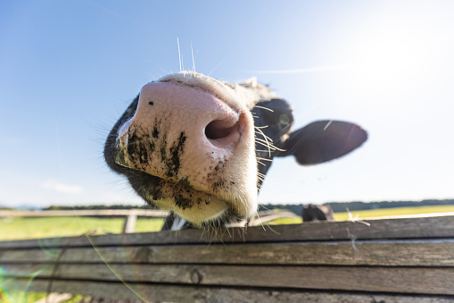 A close up wide angle view of a Dairy Cow in a vast open field on a sunny day in Iwate, Japan.