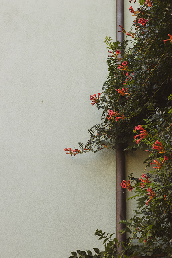 A white wall with red flowers