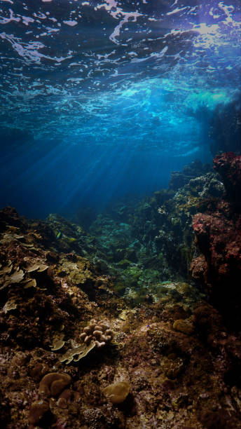 istock Rays of light over a coral reef 1491434291