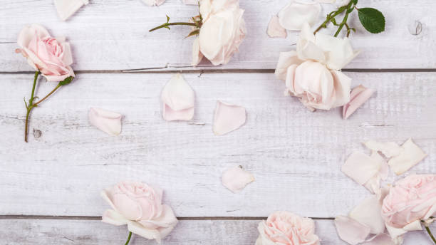 istock pink roses on white wooden background 1491435574