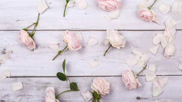istock Rose petals. Valentine's day or Mother's day background. Flat lay. Top view. Copy space 1491435603
