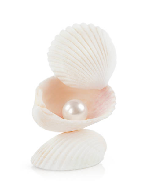 istock a pearl in ocean shells. highlighted on a white background with shadow and reflection 1491436531