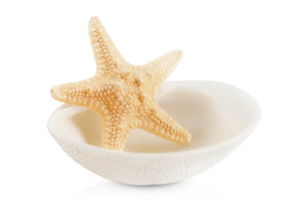 the starfish in the shell is highlighted on a white background - shell sea souvenir island imagens e fotografias de stock