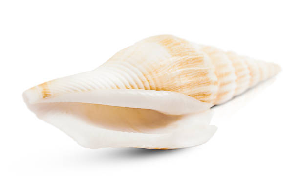 istock the marine spiral shell is highlighted on a white background. 1491436574