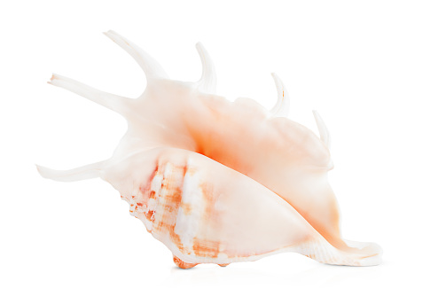 a beautiful seashell is highlighted on a white background