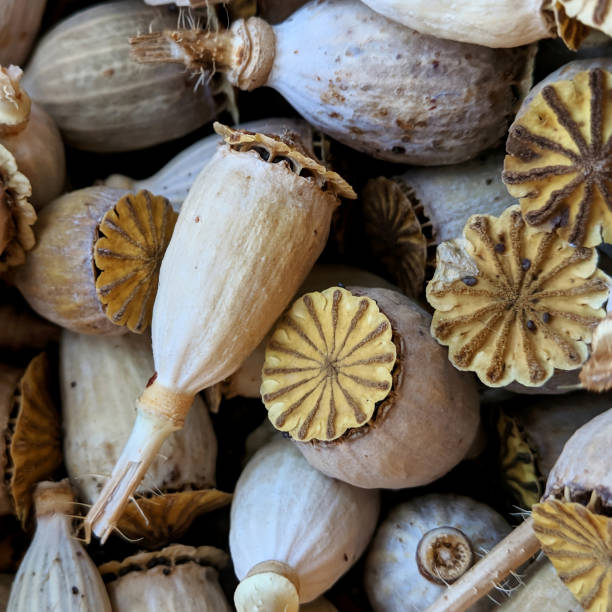 istock Group dried poppy, close-up blurred background 1491436691