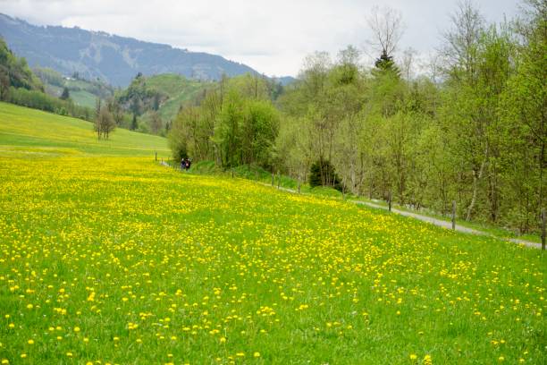 istock A walking path passing by mountains, meadows and a lake. A walking path passing through a meadow. Walking path in spring in Austria. A path for walking in the mountains. Walking path along the lake. 1491436800