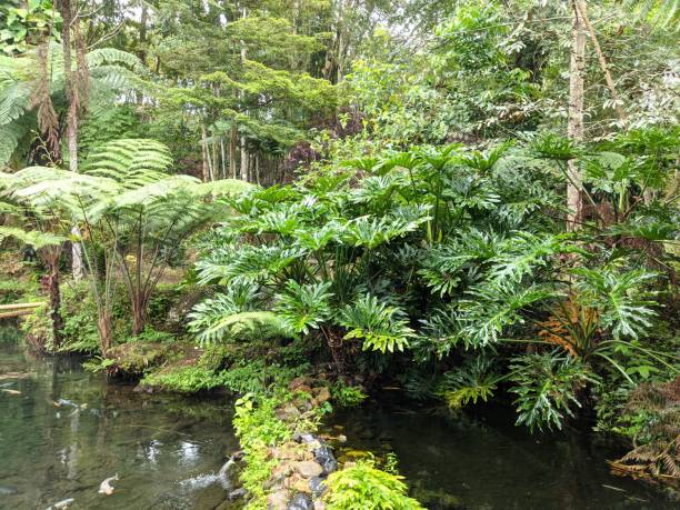 istock view of tropical rain forest and fish pond 1491436980