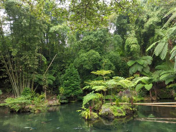 istock view of tropical rain forest and fish pond 1491436990