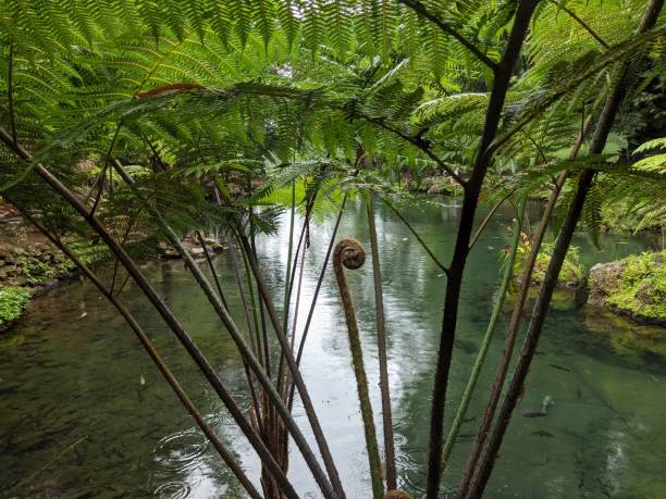 istock view of tropical rain forest and fish pond 1491437016