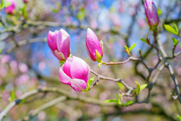 Branch of a blooming pink magnolia tree in the garden. Floral background with copy space.