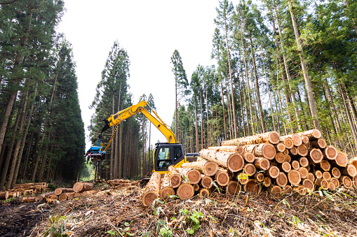 A pile of cut down trees being moved by a forestry harvester.
